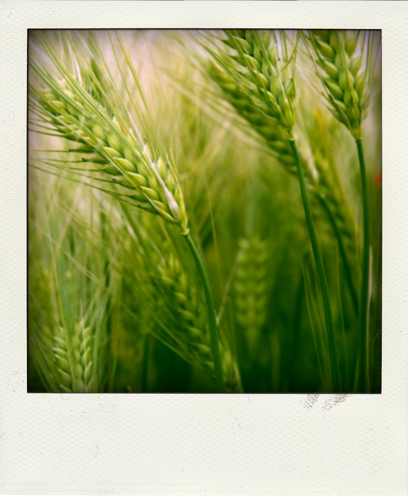 Allergie